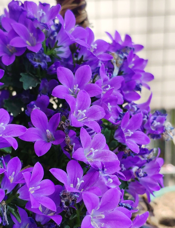 紫莹莹的丹麦风铃草 花朵像小钟 一开花就爆一大盆 Zh中文网