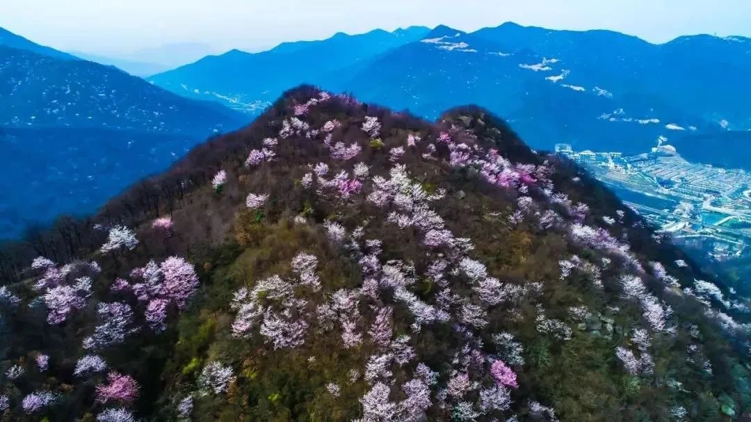 2021信陽雞公山櫻花花海文化旅游節，2月26日盛大迎客