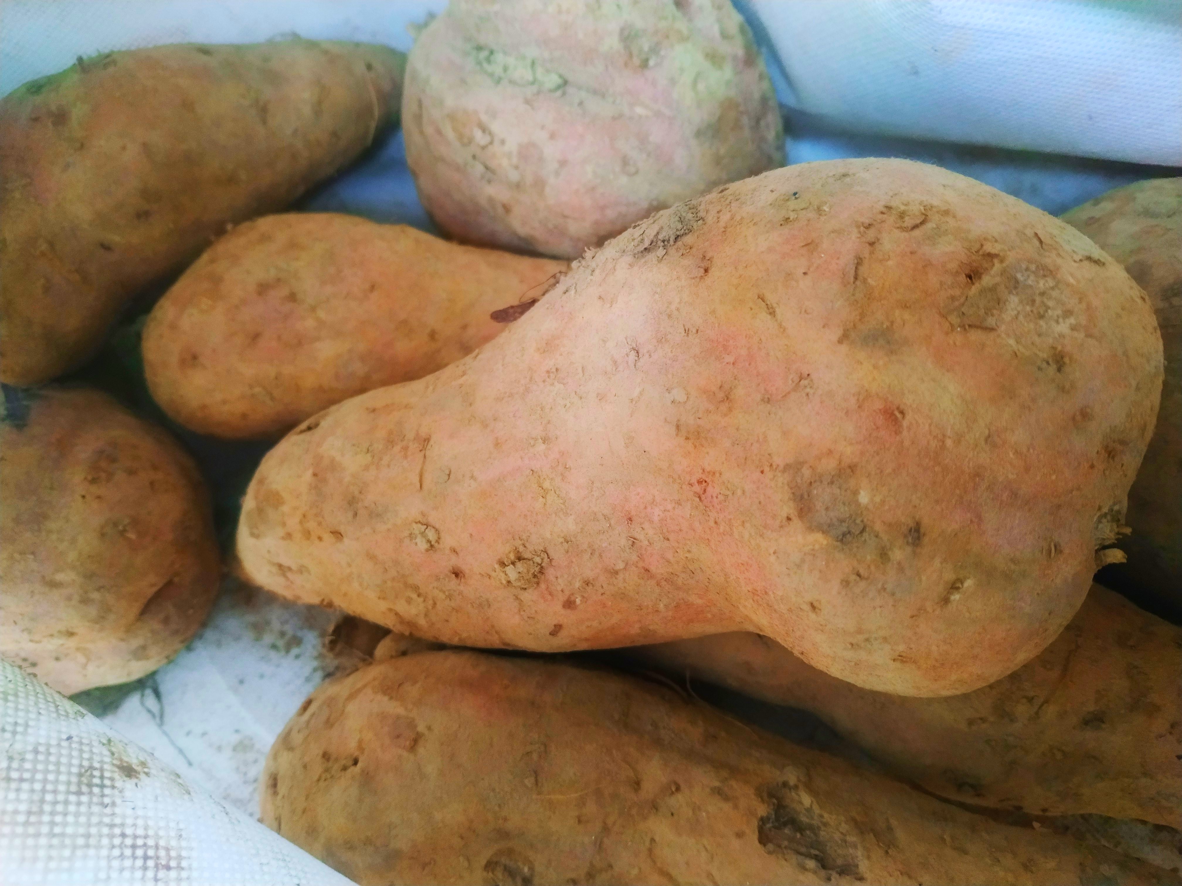 保存红薯，70岁的父亲教我1个土方法，红薯经久耐放，越放越甜
