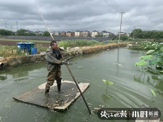 男子靠种藕种出3套房、3辆车！烈日下他为儿女拼了：能在杭州这样生活，我自豪