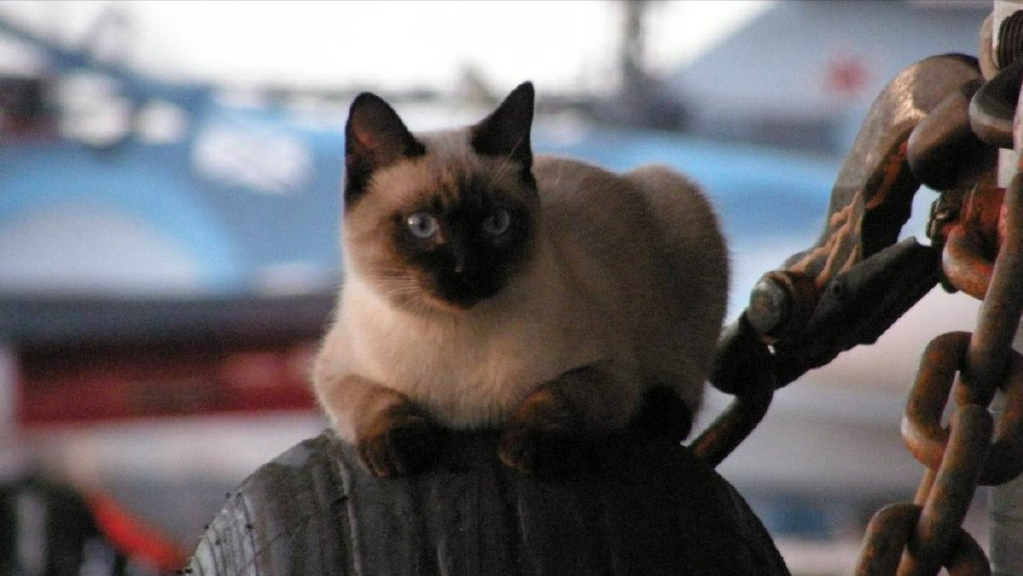 航母上並沒有老鼠，為什麽要養貓？難道貓有什麽“特殊本領”？