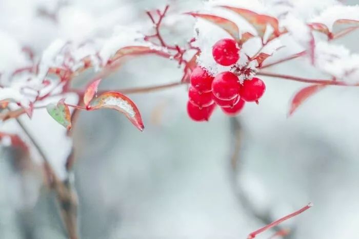 12月，你好，8首诗词写尽冬天之美，岁月因诗而暖