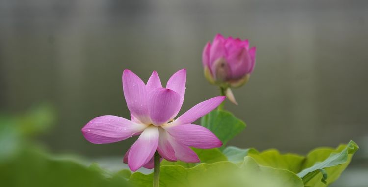 听荷莲花池，觉着有一种别样的诗意 文/李武兵 摄影/王名才