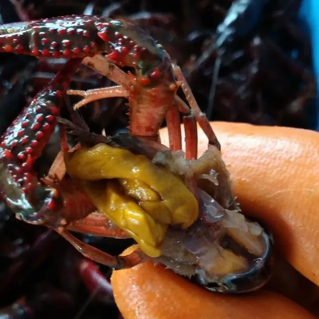 小龙虾的虾黄是虾屎和虾胃吗?到底能不能吃?
