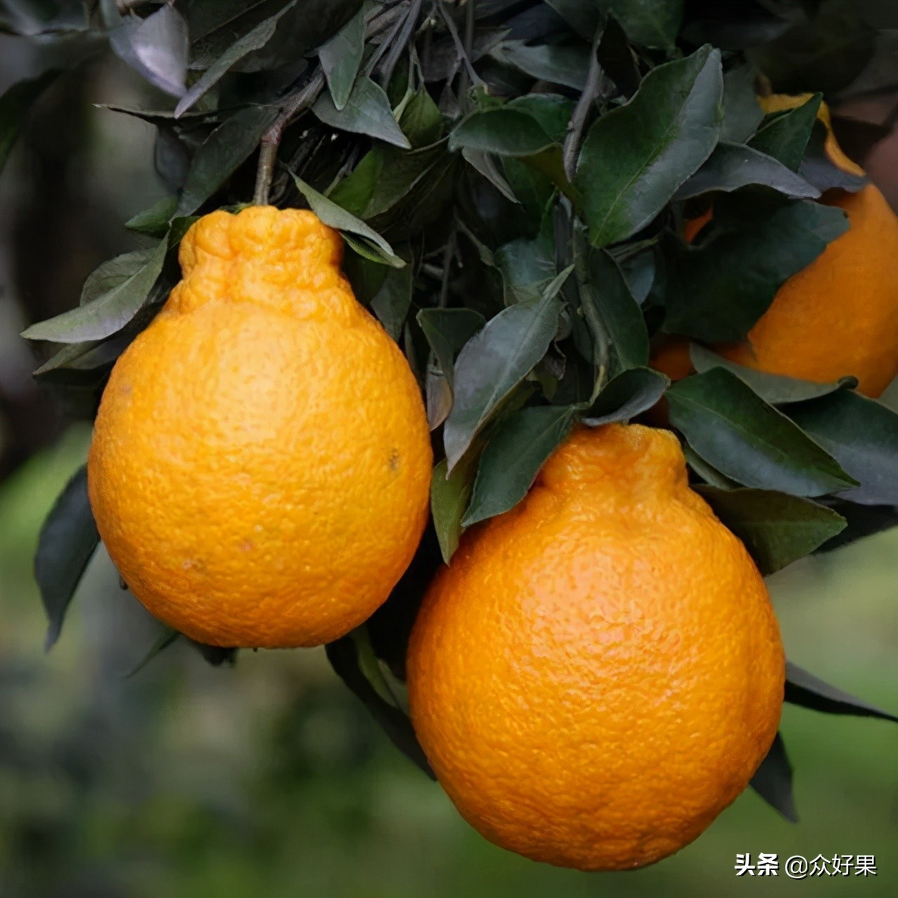 2021/2022年柑橘行情预估：反弹无望，或将继续保持理性