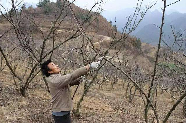 花椒树的四季修剪