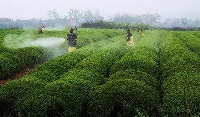 陆桐说茶：安全无小事，浅谈茶叶中的农残问题「茶健康」