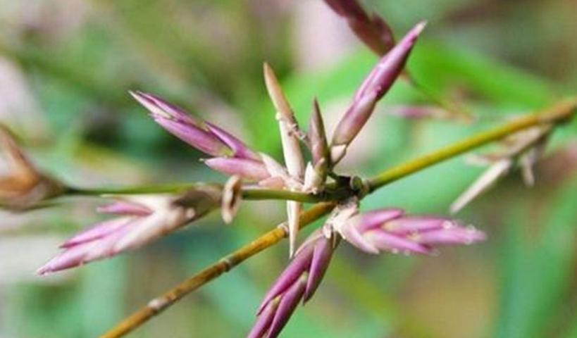 What Does The Saying bamboo Bloom Move Quickly Mean Why Does Bamboo Bloom In 60 Years IMedia