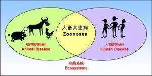 担心宠物会传播新型冠状病毒？首先你要了解“人兽共患病”