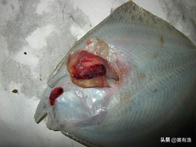 多宝鱼肠炎腹水发病原因 多宝鱼肠炎腹水用什么药