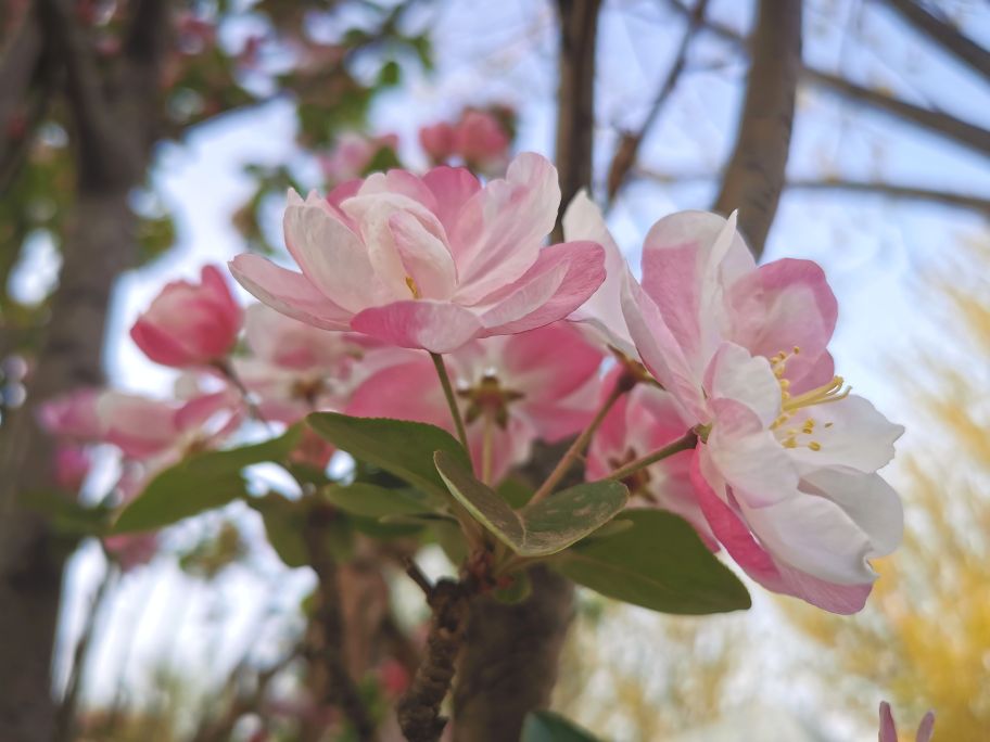 花中妃子海棠花 花型好看 艳丽如霞 云之歌5058 Mdeditor