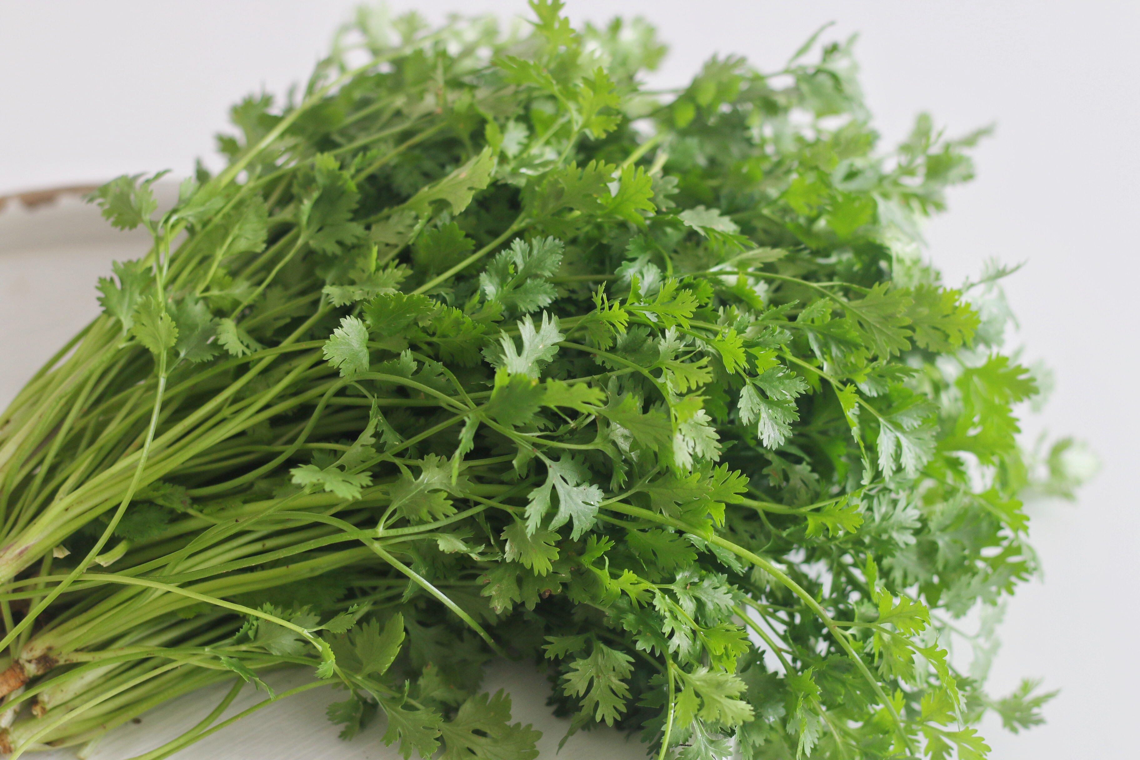 保存香菜，我有妙招，放一年不会坏，什么时候吃都新鲜如初