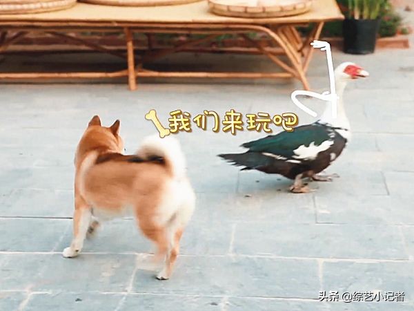 彩灯追赶张子枫时，谁注意彭昱畅的举动？怕是