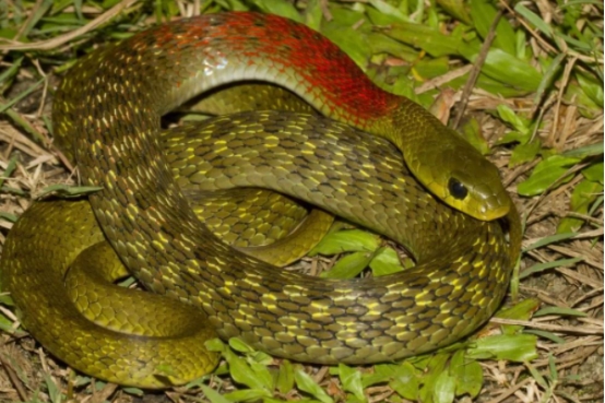 外貌更具特色的几种蛇类，一个比一个奇怪，你最喜欢哪个？