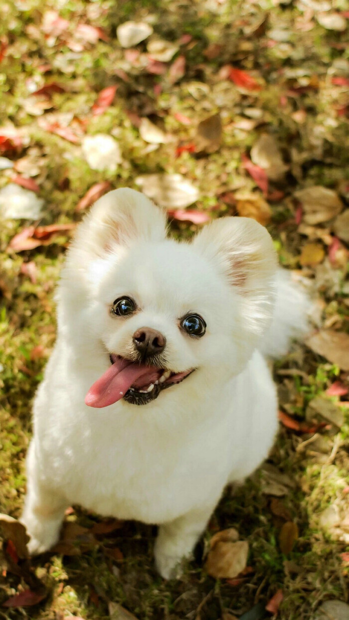 今天你爱宠物了吗？五个爱宠小知识