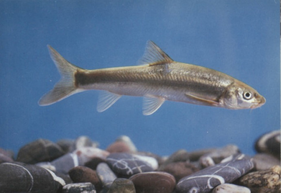 不知道并非借口,这十种常见的"十年鱼",一旦捕捞谨防牢底坐穿