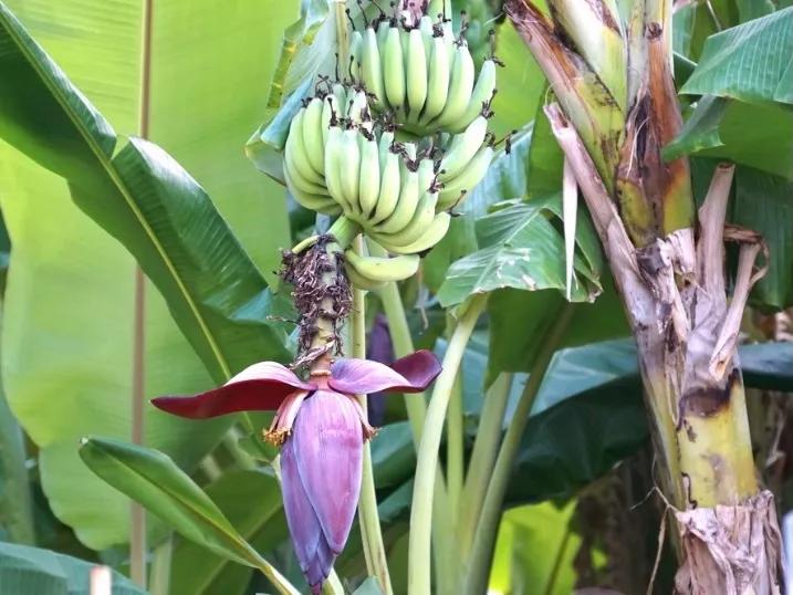 芭蕉扇开花 资讯咖