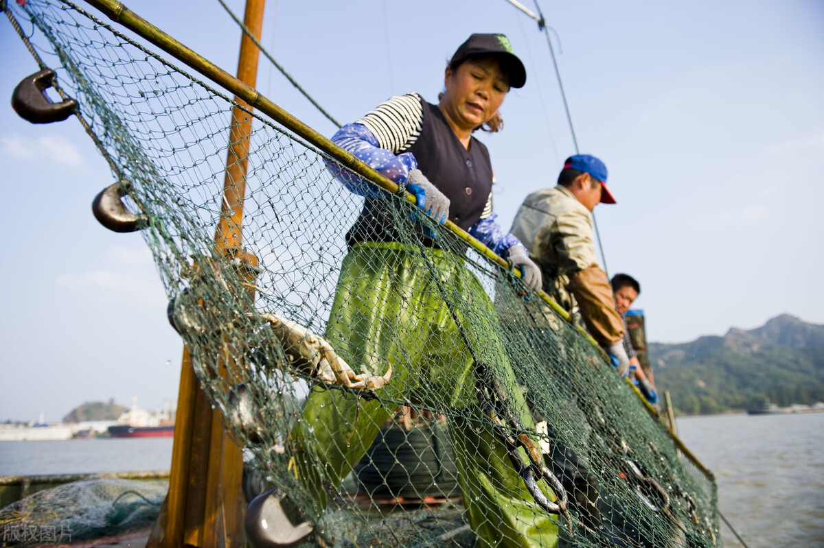 长江禁渔见成效，刀鱼增多2.5倍，资源恢复指日可待？
