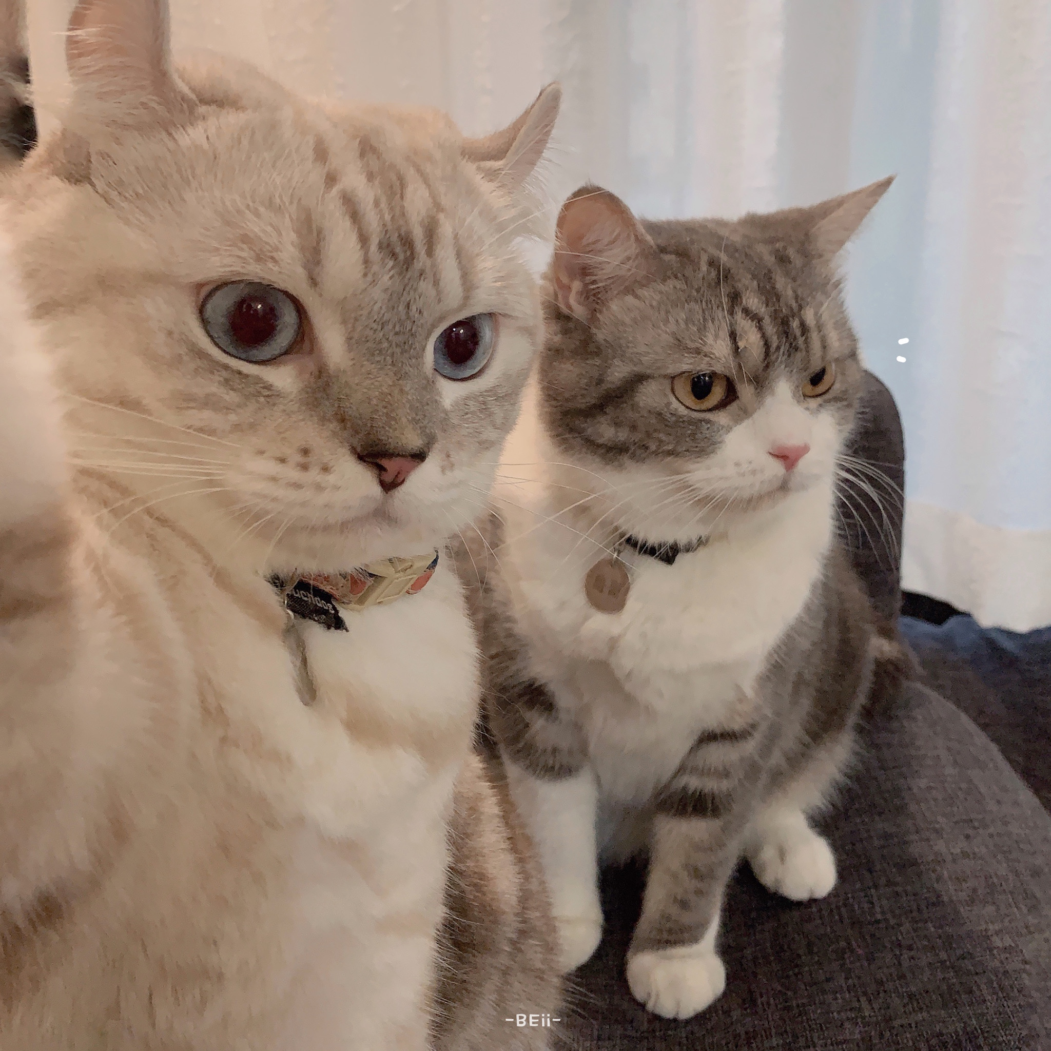 猫咪壁纸分享 快点进来看可爱的猫猫呀 资讯咖