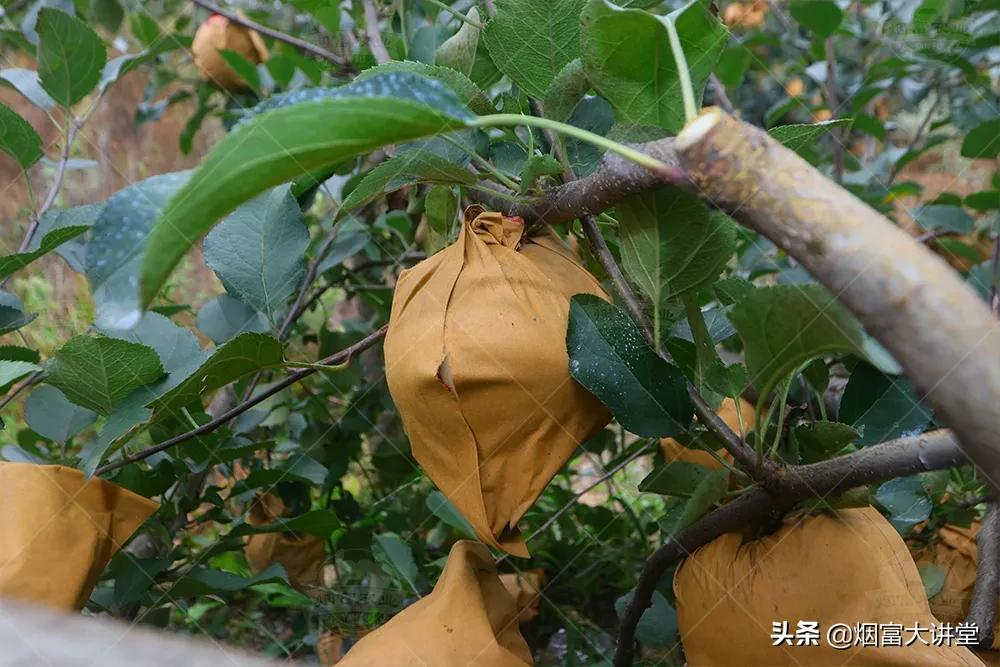 做好中熟苹果品种脱袋前的肥水管理