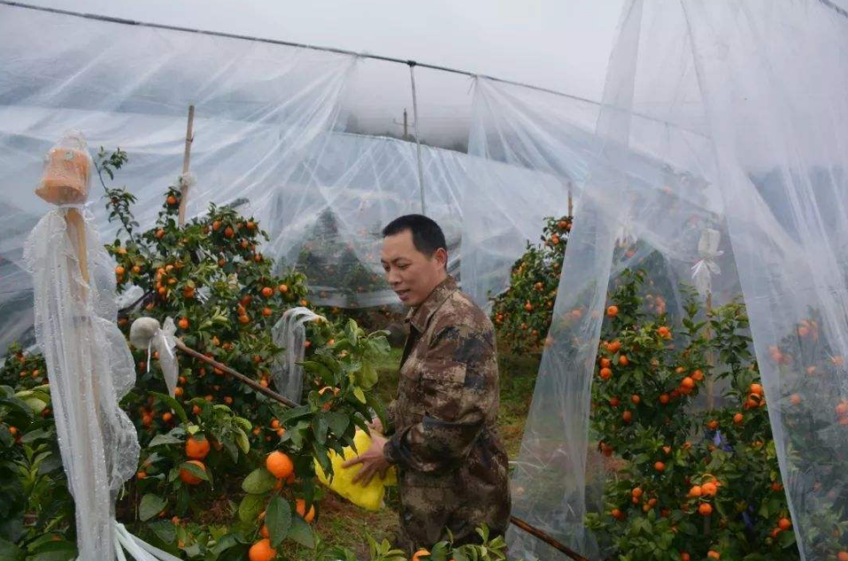 又一水果價格“縮水”，農(nóng)民一反常態(tài)著急出售：不能等了