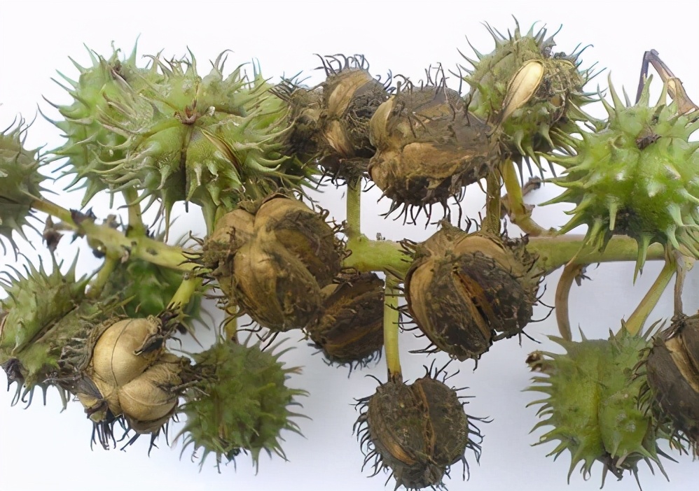 暗藏劇毒卻被廣泛種植，多國列為戰略物資，蓖麻究竟有何用途？