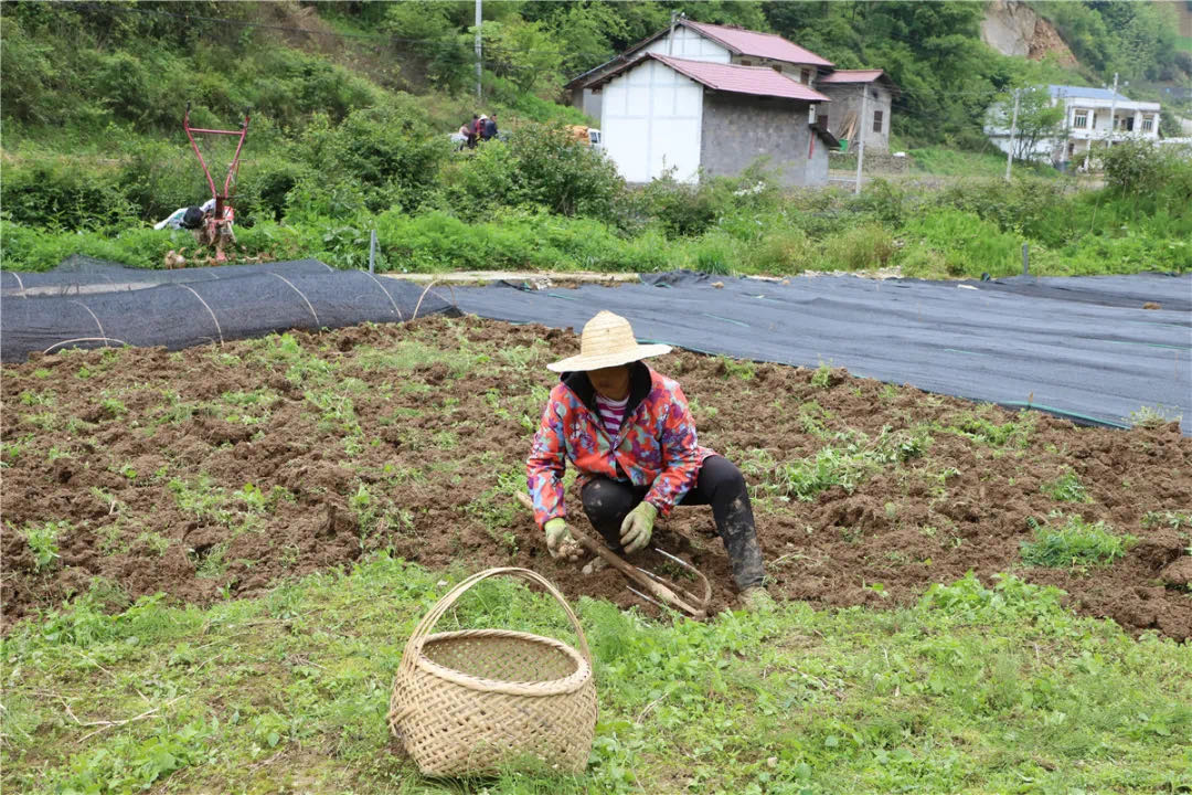重庆特色产业中药材：综合产值达480亿元，成为地区扶贫王牌