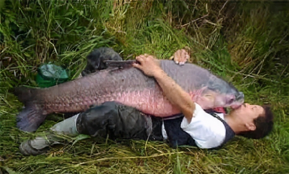 亚洲鲤鱼在美国泛滥成灾，个个胖得像猪，连电击都杀不死