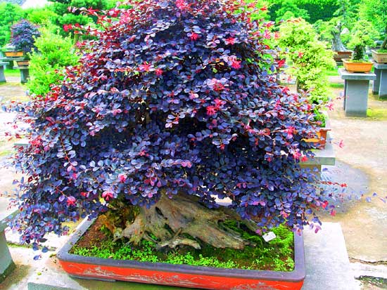 浙江旅游：走进生态旅游区滕头村（图）