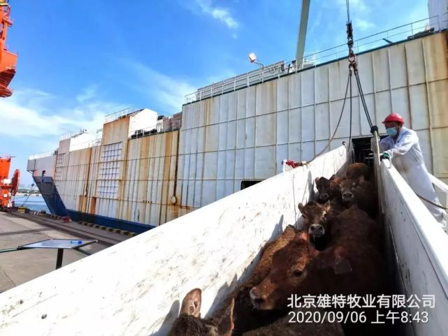中國乳業巨頭搶牧場，國外新西蘭奶牛禁運，牛奶會漲價嗎？