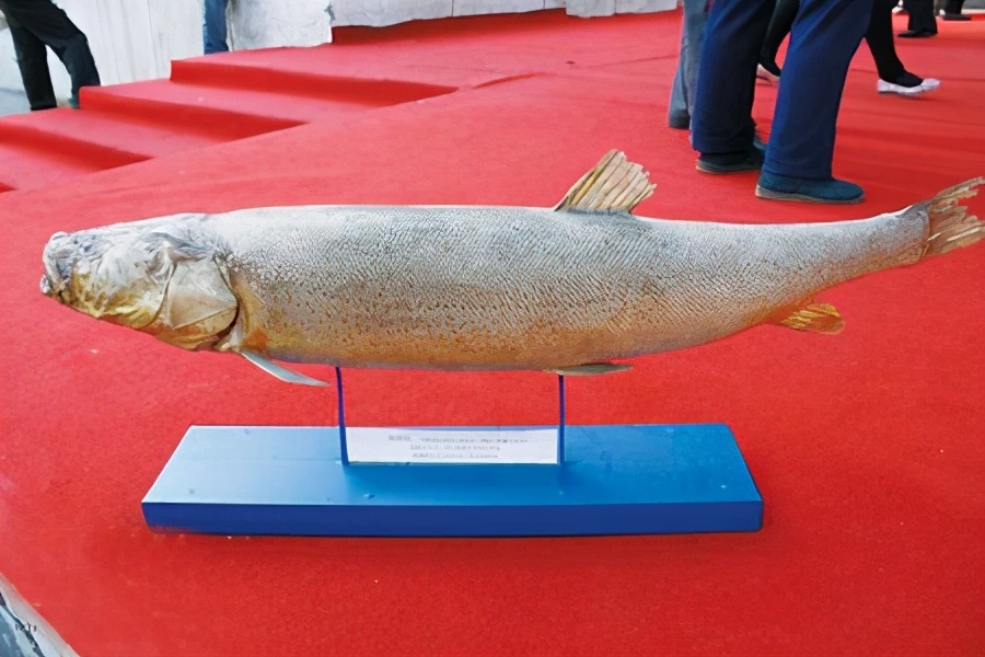 一味追求经济利益,从1968年至1970年实施了大规模的"北鱼南上"行动