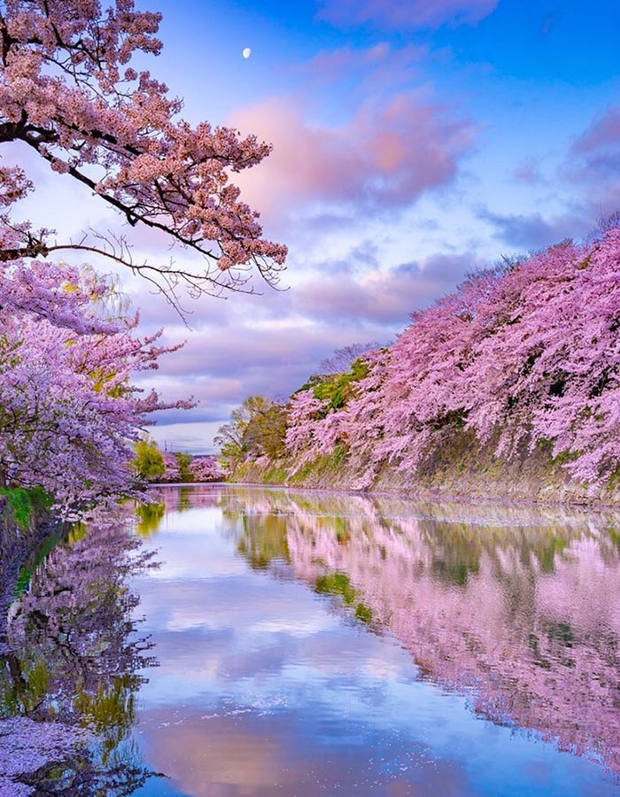 The beauty of mourning in Japanese culture, 