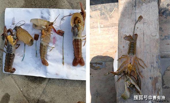 小龙虾发生脱壳不遂引起偷死怎么办