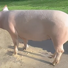 胖到2200斤的大猪，被称为浙江“猪王”，一辈子没有挨刀子