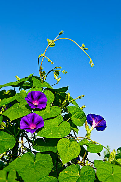 我愛拍 牽牛花 咱們這叫 喇叭花 不知道你那還有別的叫法嗎 駱忠林 Mdeditor