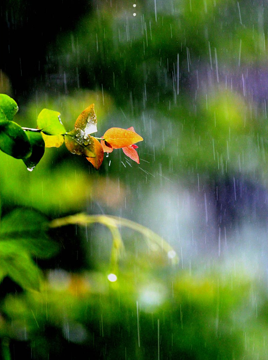 -十三首夏雨诗词，原来夏雨可以这么美，你喜欢哪一首？-第7张图片-非凡网