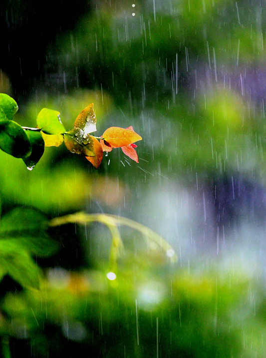 -十三首夏雨诗词，原来夏雨可以这么美，你喜欢哪一首？-第7张图片-诗句网