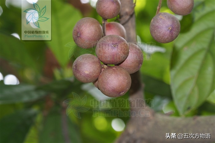 一篇教你认清常见水果类型,建议收藏 一篇教你认清常见水果类型,建议收藏
