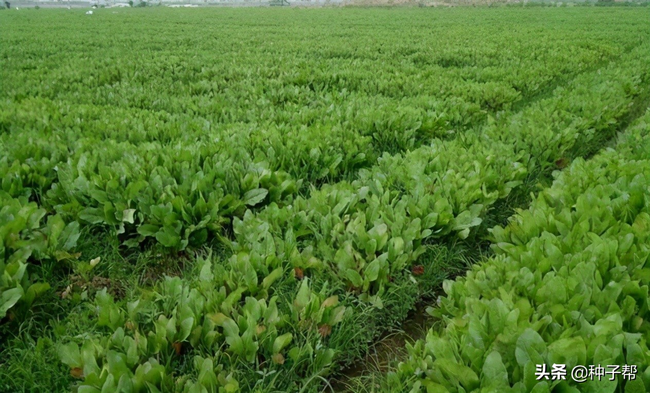 鲁梅克斯的种植技术和方法 - 牧草种植技术-种植技术 - 种子帮,种子