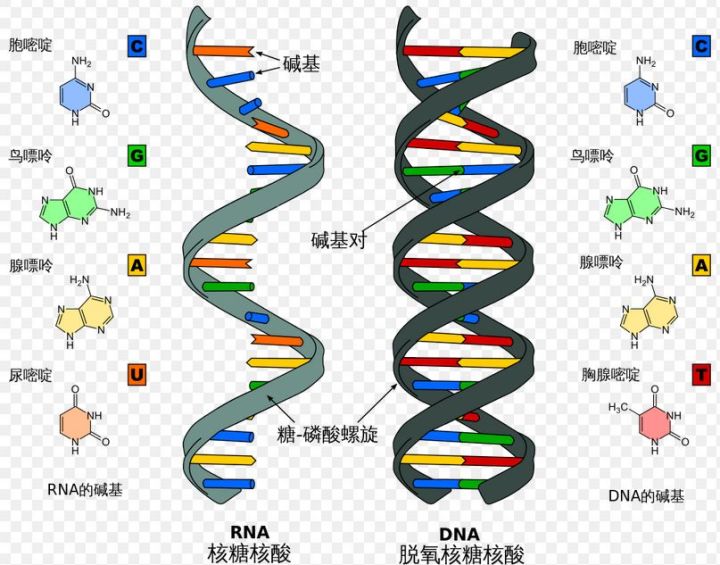 狗血斗争史：病毒把祖传基因写入我们体内，却让我们更好地活着