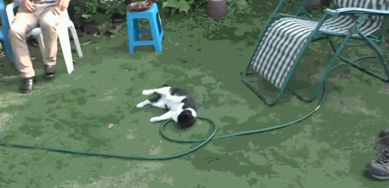 猫咪每日奔袭8公里，只为谈恋爱，谁说异地恋就没有好结局？