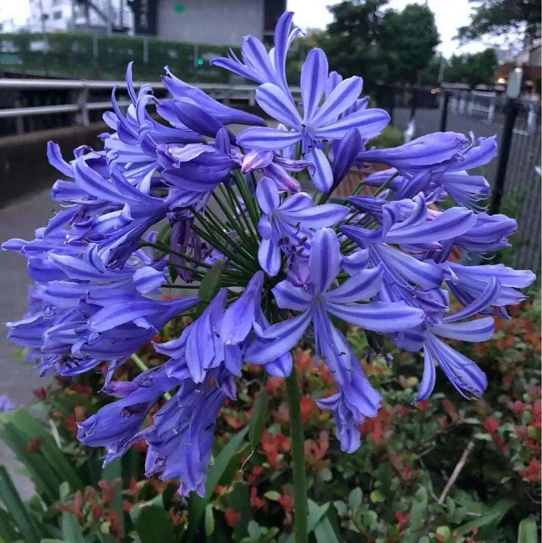 百子莲能长1米多 一个花球能爆上百朵花 见一眼就忘不掉 养花大全 Mdeditor