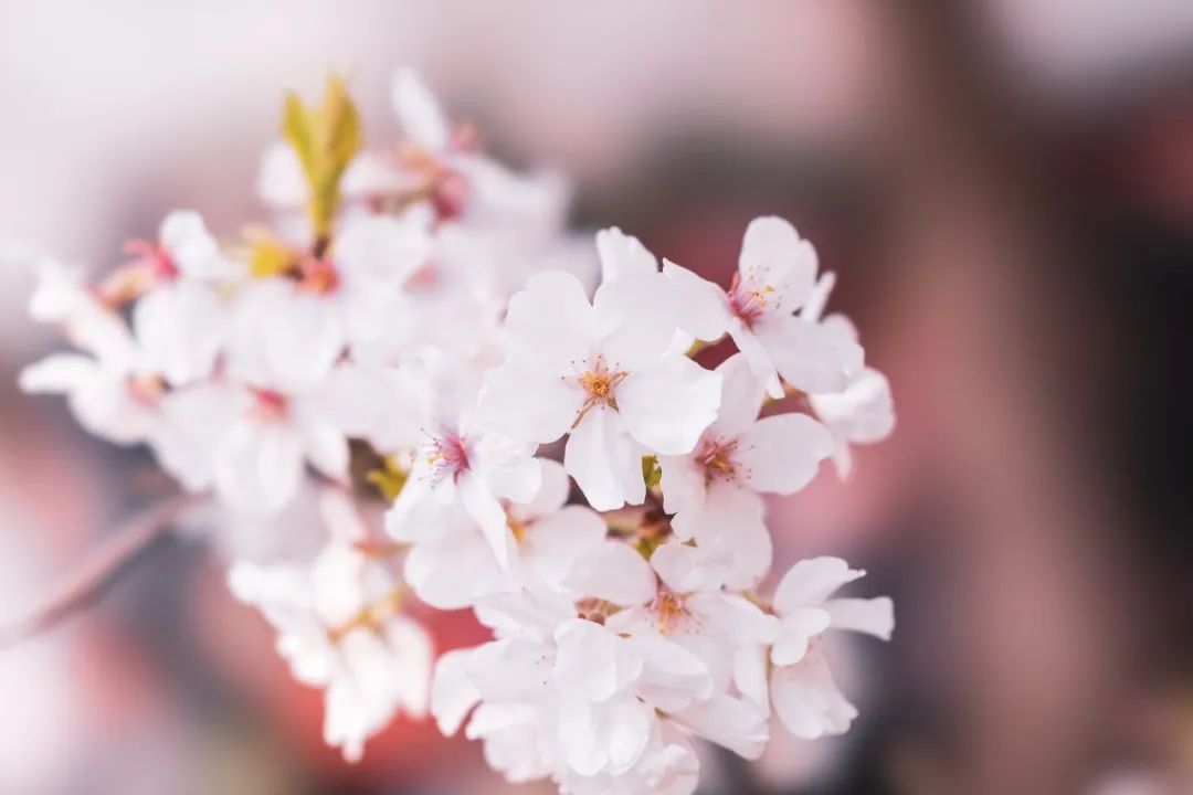 《唐诗三百首》中的四季，唯美了时光，惊艳了岁月