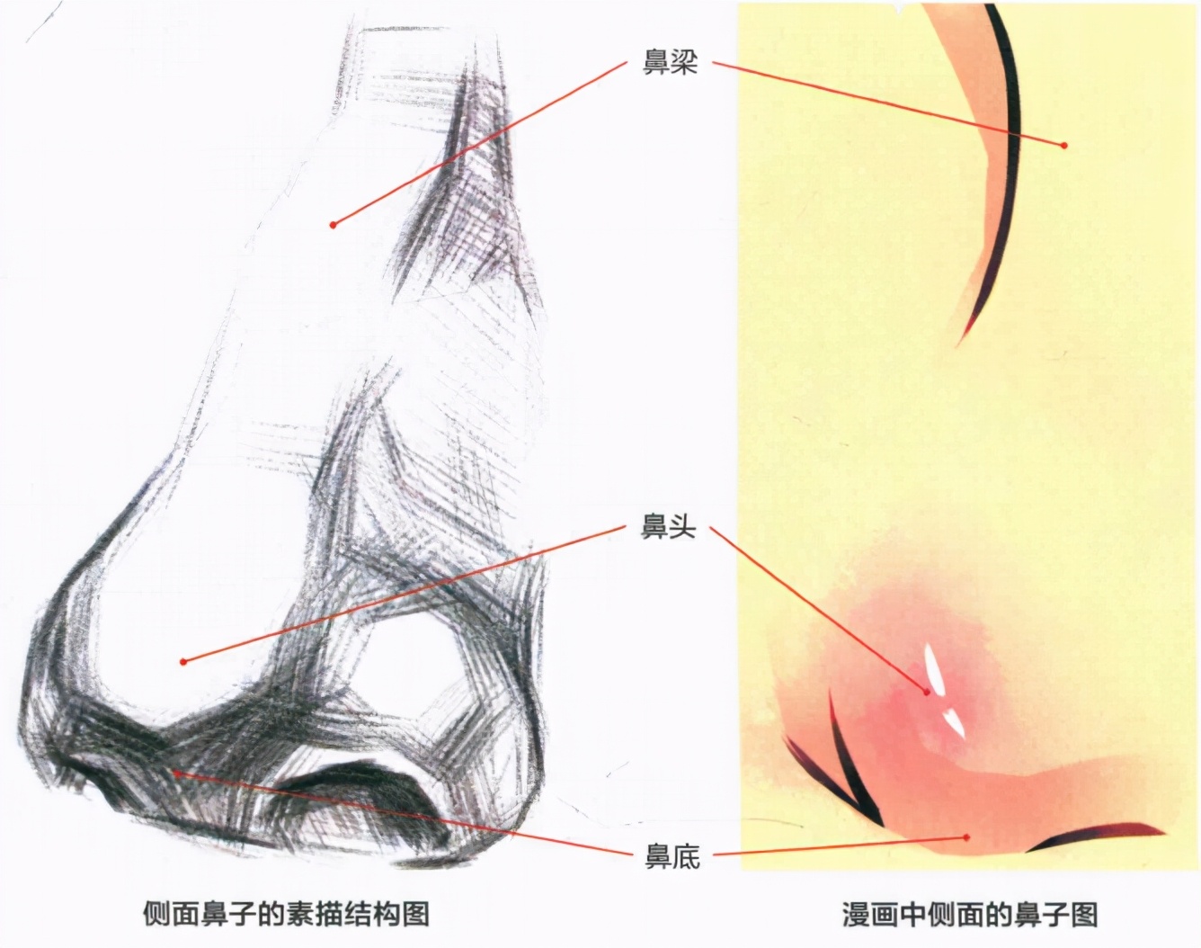 动漫鼻子怎么画？新手向各种角度的鼻子画法教程