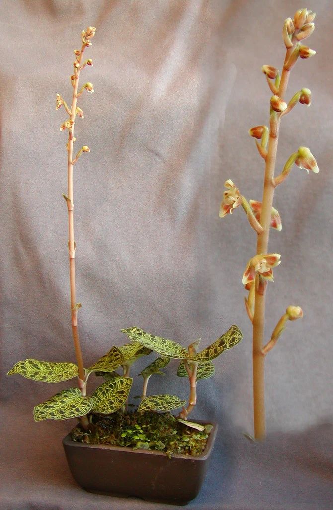 很招人喜欢的宝石兰 叶子闪闪发光 但注定是小众的观赏植物 养花交流 Mdeditor