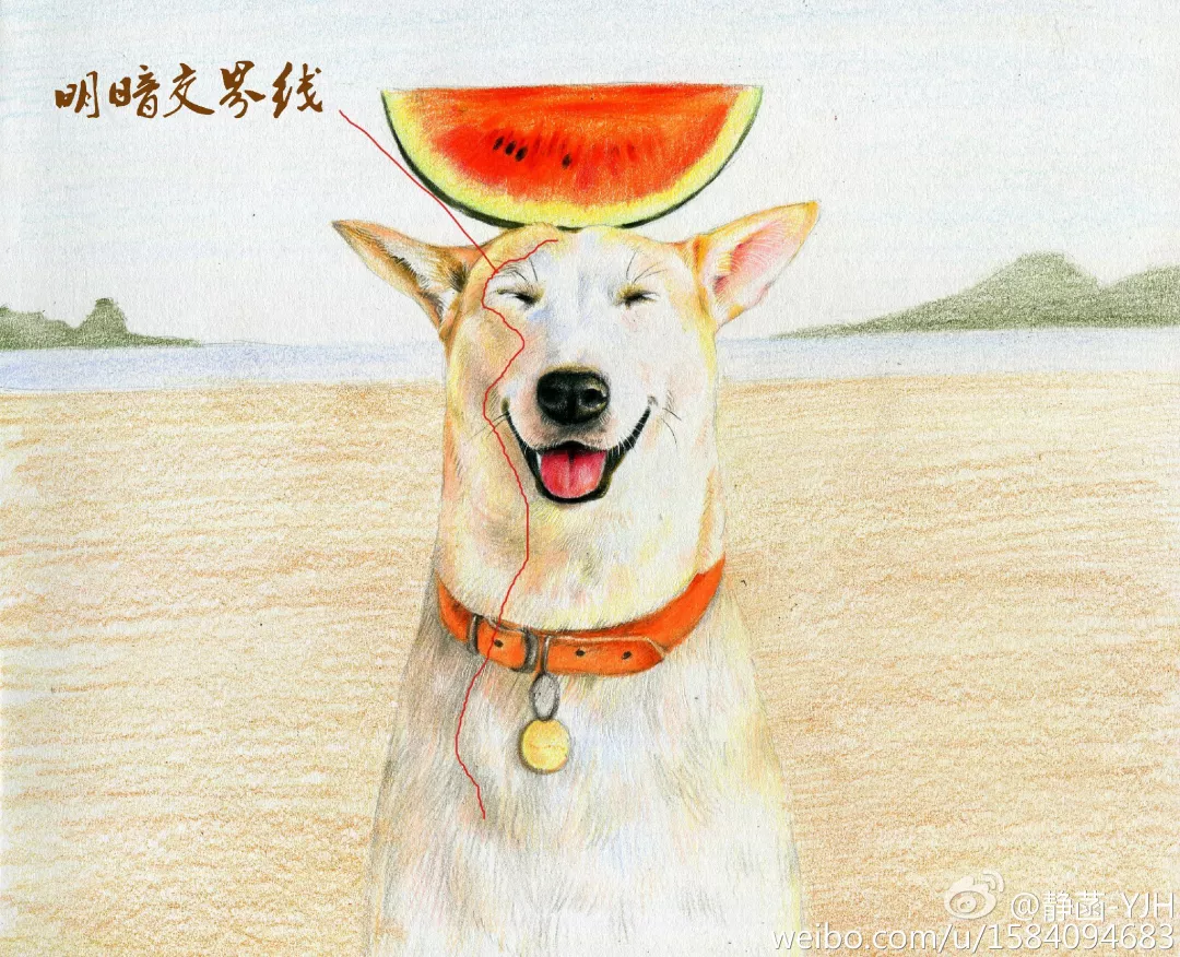 彩鉛動物入門教程｜可愛逗B狗(馬可帶色號)