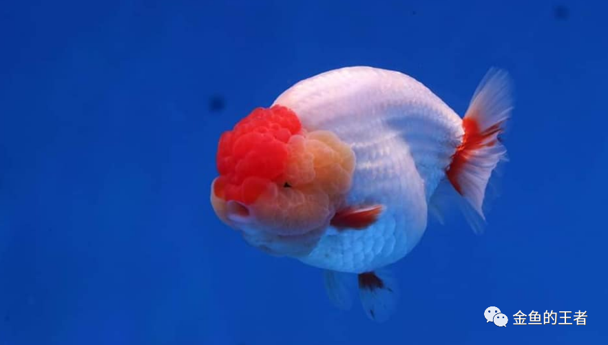 臺灣大哥入坑水族年 3口魚缸4噸水體養金魚 魚友 條條是精品 金魚的王者 Mdeditor