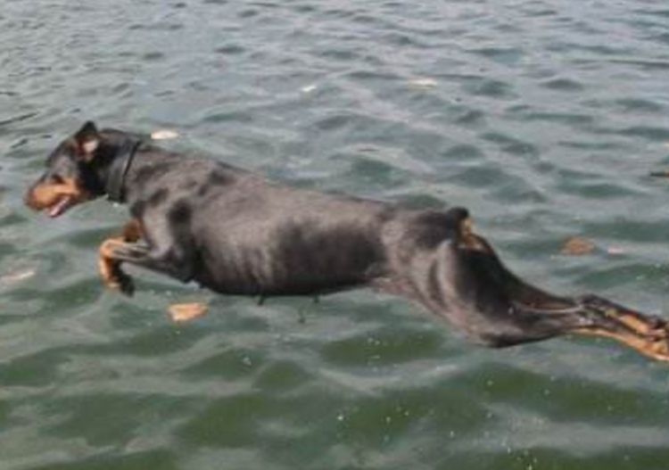 狗狗记住主人只需3个月，忘记主人要多久？答案你想不到