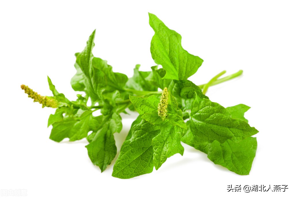 春天挖野菜，送你70种野菜图片大全，教你认识不同的野菜和吃法