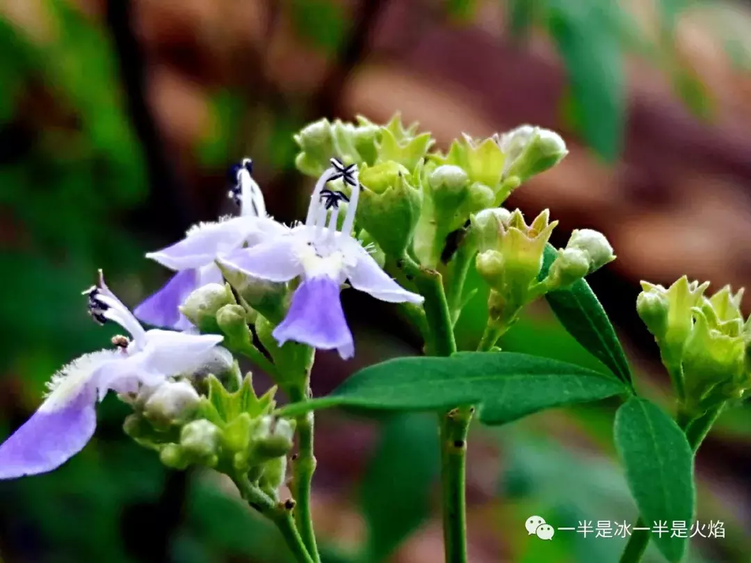 散文诗：过夏天-第4张图片-诗句网